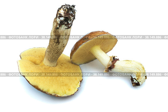 Два масленка (L.Suillus luteus), выделенные на белом фоне. Стоковое фото, фотограф Александр Романов / Фотобанк Лори