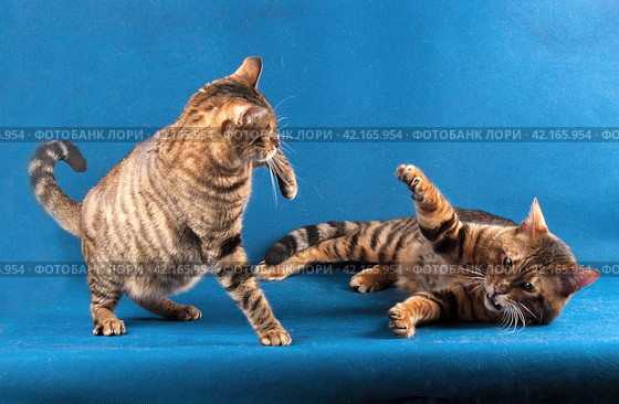 Два полосатых кота играют на синем фоне, один кот лежит. Стоковое фото, фотограф Елена Кутепова / Фотобанк Лори
