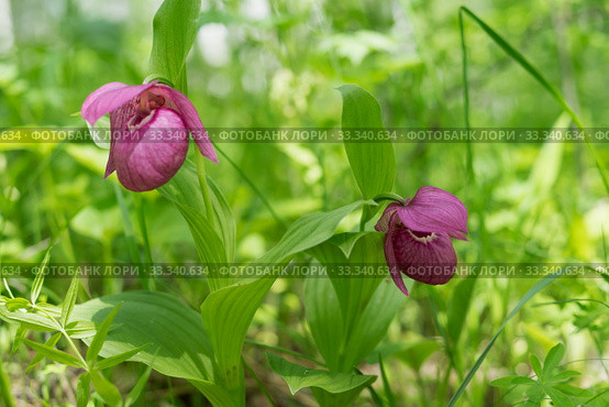 Два цветка редкого охраняемого растения башмачок крупноцветковый (Cypripedium calceolus) в лесу. Стоковое фото, фотограф Светлана Попова / Фотобанк Лори
