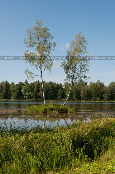Две березы на островке. Гатчинский парк (2012 год). Редакционное фото, фотограф Виктор Карасев / Фотобанк Лори