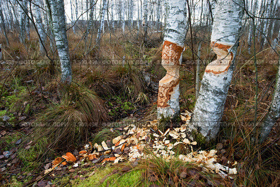 Две березы, подточенные бобрами. Стоковое фото, фотограф Ольга Денисова / Фотобанк Лори