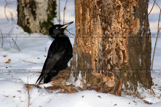 Дятел черный, Желна, Dryocopus martius, Black Woodpecker. Стоковое фото, фотограф Василий Вишневский / Фотобанк Лори