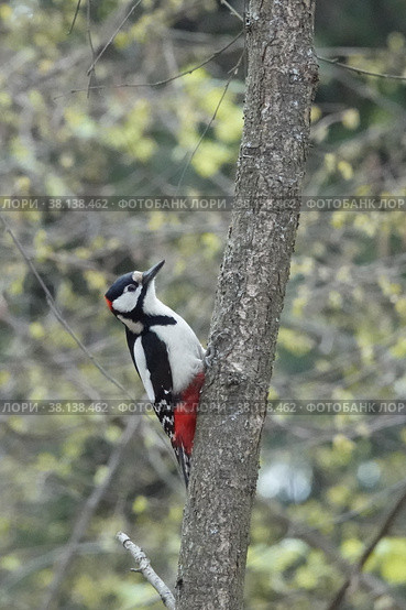 Дятел средний пестрый, Dendrocopos medius, Middle Spotted Woodpecker. Москва. Стоковое фото, фотограф Free Wind / Фотобанк Лори