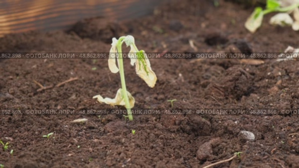 Dying cucumber seedling. Yellow wilted sprouts branch. Rotten. Crop failure. Disease of agricultural plants. Spotted yellowed diseased leaf. Leaves Infection. Sunburn. Vegetables Cultivation problems. Стоковое видео, видеограф Марина Демидюк / Фотобанк Лори