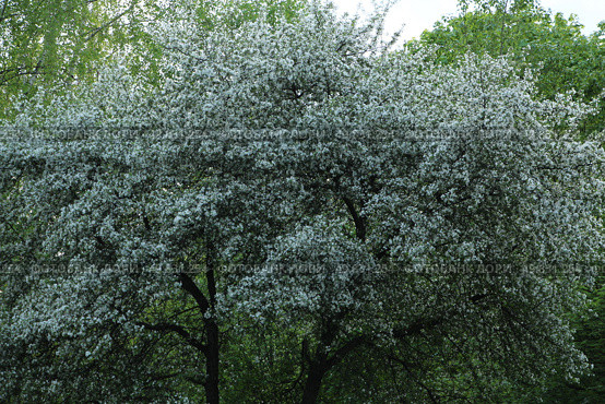 Джида или лох узколистный (lat.Elaeagnus commutata). Стоковое фото, фотограф хохрякова альбина накиповна / Фотобанк Лори
