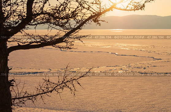 Early spring on Baikal Lake. View from rocky coast of Olkhon Island  to beginning of ice destruction on Small Sea. Beautiful landscape with larch tree at sunset. Natural background, empty space for text. Стоковое фото, фотограф Виктория Катьянова / Фотобанк Лори