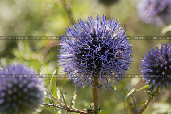 Echinops sphaerocephalus is a type species of plants of the genus Echinops of the Asteraceae family. Стоковое фото, фотограф Evgenii Predibailo / Фотобанк Лори