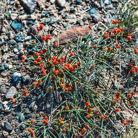 Эфедра двухколосковая (лат. Ephedra distachya L.) - засухоустойчивое растение с плодами в Чуйской степи горного Алтая. Стоковое фото, фотограф Евгений Мухортов / Фотобанк Лори