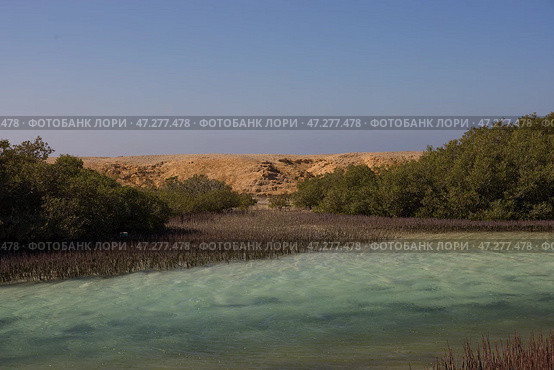 Египет. Пейзаж с лагуной и мангровыми зарослями (2022 год). Стоковое фото, фотограф Владимир Елизаров / Фотобанк Лори