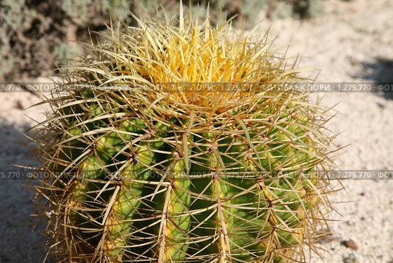 Эхинокактус Грусона (Echinocactus Grusonii) Стоковое фото, фотограф Наталья Волкова / Фотобанк Лори