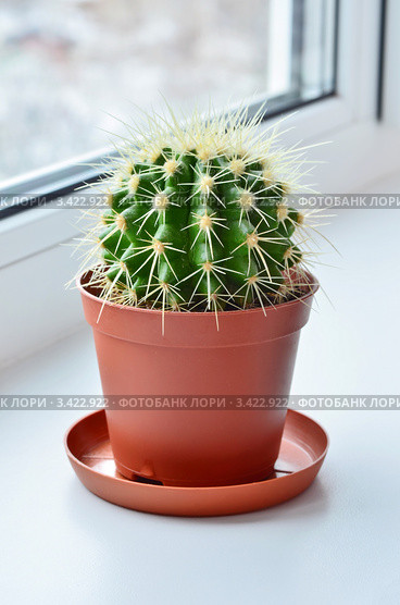 Эхинокактус Грусона (Echinocactus grusonii) на окне. Стоковое фото, фотограф Елена Коромыслова / Фотобанк Лори