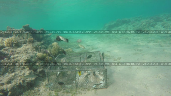 Экологический ущерб незаконной ловушки в море. Стоковое видео, видеограф Михаил Коханчиков / Фотобанк Лори