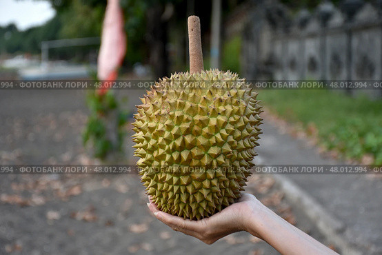 Экзотический фрукт дуриан / Durian Exotic fruit. Стоковое фото, фотограф Сергей Митрофанов / Фотобанк Лори