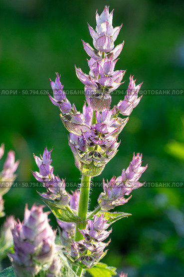 Elegant clary sage blooms with soft purple tones. Vertical crop. Стоковое фото, фотограф Elena Grishina / Фотобанк Лори