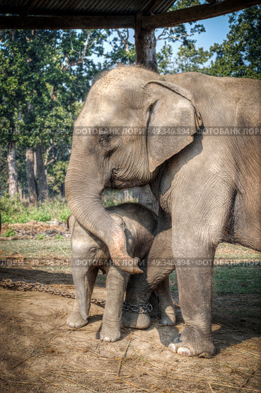 elephants in Chitwan. In the jungles of Nepal. Стоковое фото, агентство Ingram Publishing / Фотобанк Лори