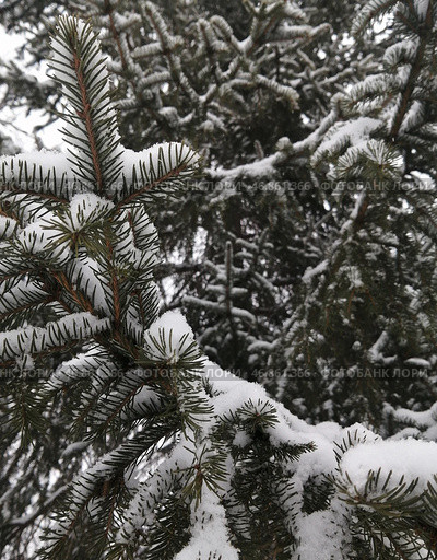 Ёлки иголки. Стоковое фото, фотограф Руслан Губайдуллин / Фотобанк Лори