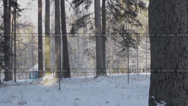 Еловая аллея в Михайловском. Стоковое видео, видеограф Nanaccept / Фотобанк Лори
