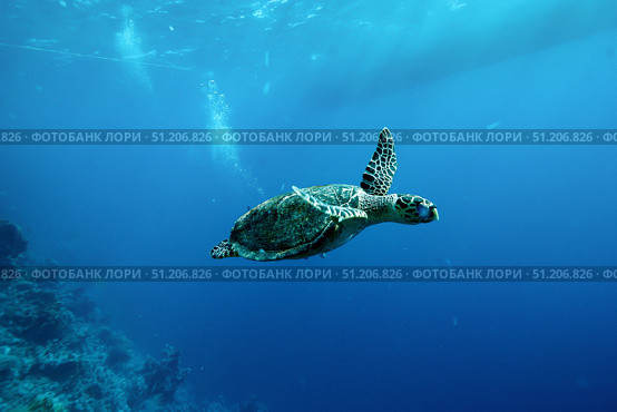 Emerald Dreams Gliding Through the Endless Azure of the Red Sea. Стоковое фото, фотограф Aleksandr Golubev / Фотобанк Лори
