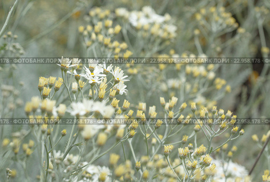 Эндемическая флора острова Гран Канария. Пижма, Tanacetum ptarmiciflorum. Стоковое фото, фотограф Tamara Kulikova / Фотобанк Лори