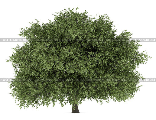 english oak tree isolated on white background. Стоковое фото, агентство Ingram Publishing / Фотобанк Лори