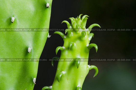 Enlarge Cactus germination, Macro shot close up. Стоковое фото, агентство Ingram Publishing / Фотобанк Лори