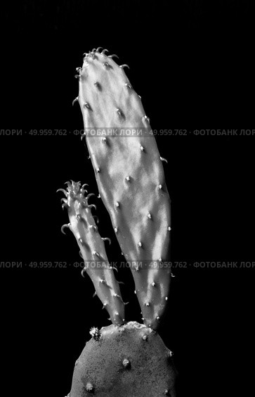 Enlarge Cactus germination, Macro shot close up. Стоковое фото, агентство Ingram Publishing / Фотобанк Лори