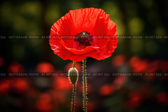 Ephemeral Red poppy flower. Generate Ai. Стоковое AI-изображение, AI-художник Иван Рябоконь / Фотобанк Лори