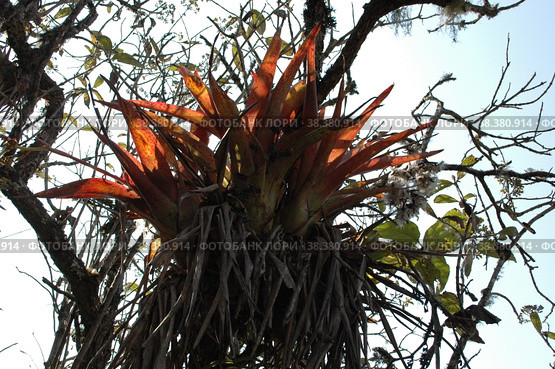 Epiphyten parasite plant Tree Dschungle Sky Bolivia. Стоковое фото, фотограф Andreas Muth-Hegener / Фотобанк Лори