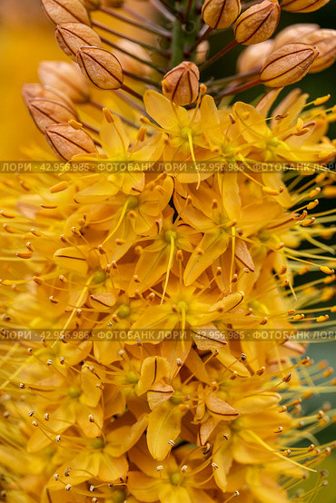 Eremurus Cleopatra Foxtail Lily in flowers garden. Стоковое фото, фотограф Ольга Сейфутдинова / Фотобанк Лори