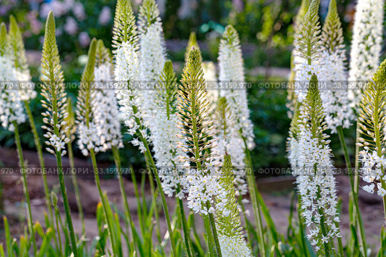 Эремурус гималайский (Eremurus himalaicus) Стоковое фото, фотограф Ольга Сейфутдинова / Фотобанк Лори