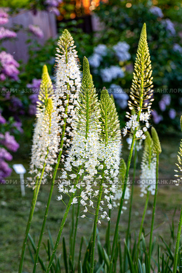 Эремурус гималайский (Eremurus himalaicus) Стоковое фото, фотограф Ольга Сейфутдинова / Фотобанк Лори
