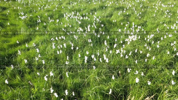 Eriophorum polystachyon. Пушица многоколосковая летом на севере Западной Сибири. Стоковое видео, видеограф Григорий Писоцкий / Фотобанк Лори