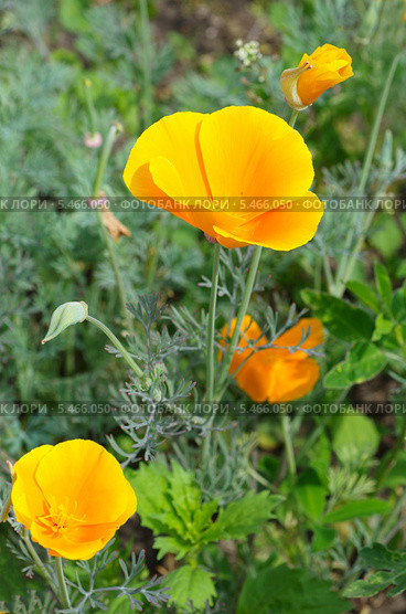 Эшшольция, или калифорнийский мак (лат. Eschscholzia californica) Стоковое фото, фотограф Елена Коромыслова / Фотобанк Лори