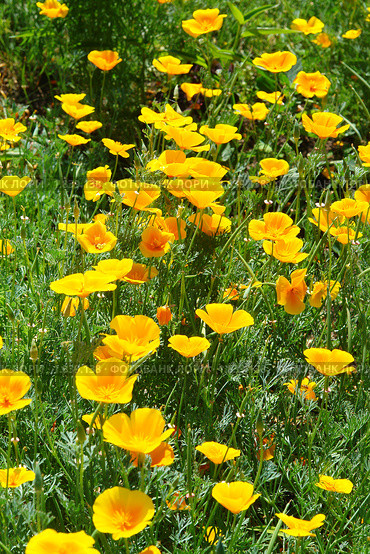 Эшшольция калифорнийская, или Калифорнийский мак (Eschscholzia californica), семейство Маковые. Стоковое фото, фотограф Александр Тараканов / Фотобанк Лори