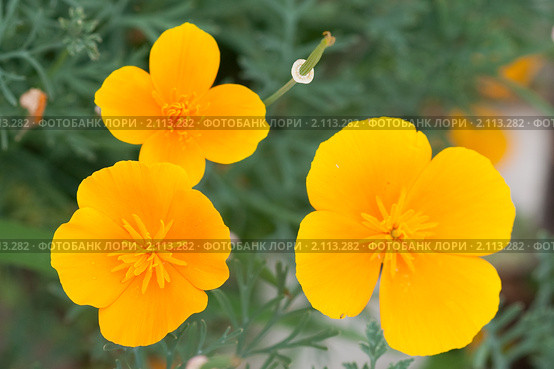 Эшшольция. Калифорнийский мак. Eschscholzia californica. Стоковое фото, фотограф Шичкина Антонина / Фотобанк Лори