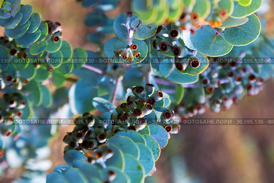 Eucalyptus krueseana plant. Стоковое фото, фотограф Яков Филимонов / Фотобанк Лори