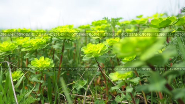 Euphorbia, flowering plant, spurge, Euphorbiaceae. Euphorbia serrata, serrated Tintern spurge, sawtooth upright spurge. Perennial herb. At the ends of the branches are inflorescences of tiny flowers. Стоковое видео, видеограф Юлия Петровская / Фотобанк Лори