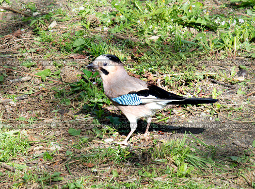 Eurasian Jay (Garrulus Glandarius) against green grass. Стоковое фото, фотограф Жанна Гапанович / Фотобанк Лори