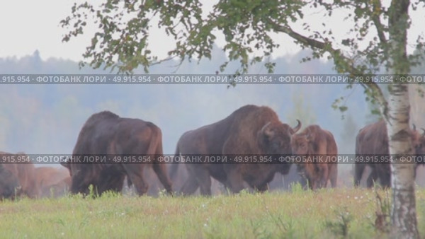 Европейский зубр дикие животные в сезон размножения Bison bonasus. Стоковое видео, видеограф Дмитрий Якубович / Фотобанк Лори