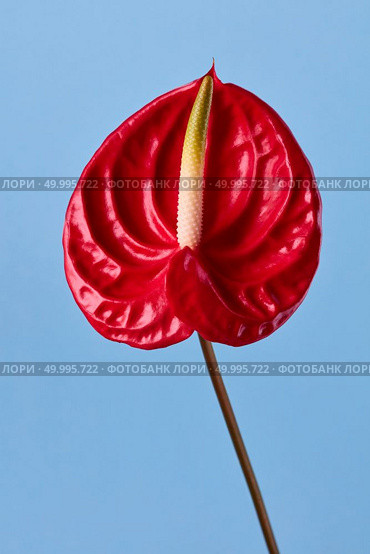 exotic red anthurium flower on a blue background. red flower on blue background. Стоковое фото, агентство Ingram Publishing / Фотобанк Лори