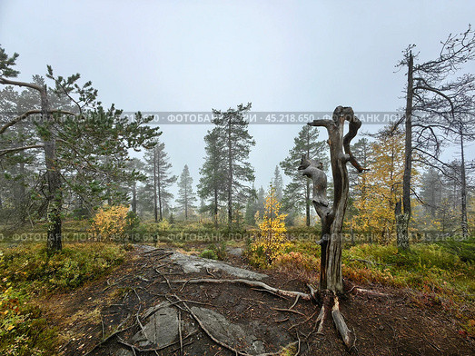 Exploring the misty Volosyanaya Mountain in Kandalaksha on the Kola Peninsula during autumn's transition. Стоковое фото, фотограф Александра Селина / Фотобанк Лори