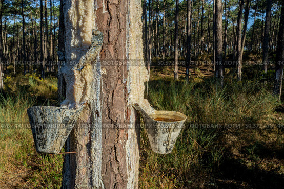 Extraction of natural resin from pine tree trunks in Ovar - Portugal. Стоковое фото, агентство Ingram Publishing / Фотобанк Лори