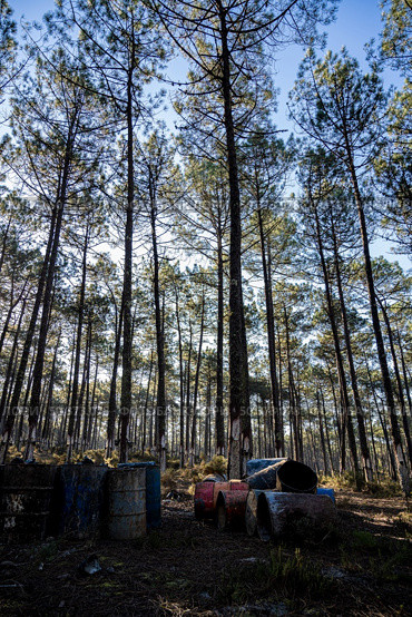 Extraction of natural resin from pine tree trunks in Ovar - Portugal. Стоковое фото, агентство Ingram Publishing / Фотобанк Лори