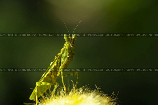 Extreme close up Praying Mantis or Mantis Religiosa, nature background. Стоковое фото, агентство Ingram Publishing / Фотобанк Лори