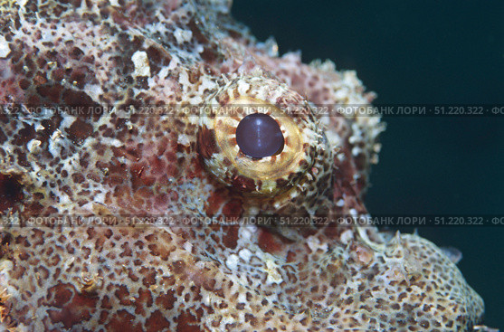 Eye of a flathead scorpionfish (Scorpaenopsis oxycephala), Indonesia. VW Pics/Stocktrek Images/TASS. Стоковое фото, агентство ТАСС / Фотобанк Лори
