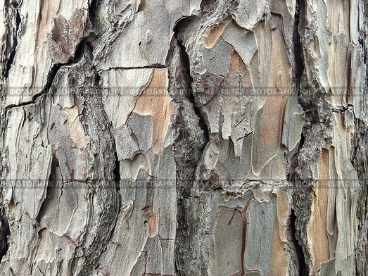 Фактура итальянской сосны Pinus pinea L. Кора дерева. Стоковое фото, фотограф Татьяна Т / Фотобанк Лори