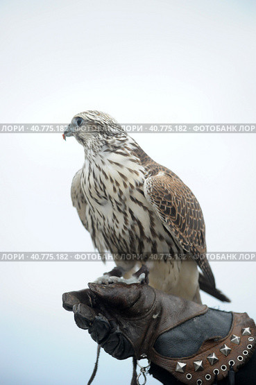 Falcon sitting on a hand. Стоковое фото, фотограф Анна Кривицкая / Фотобанк Лори
