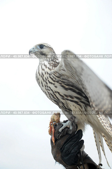 Falcon sitting on a hand. Стоковое фото, фотограф Анна Кривицкая / Фотобанк Лори