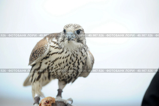 Falcon sitting on a hand. Стоковое фото, фотограф Анна Кривицкая / Фотобанк Лори