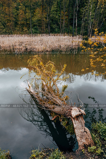Fallen tree in the water. Tree trunk gnawed by beaver. Стоковое фото, фотограф Константин Григорьев / Фотобанк Лори